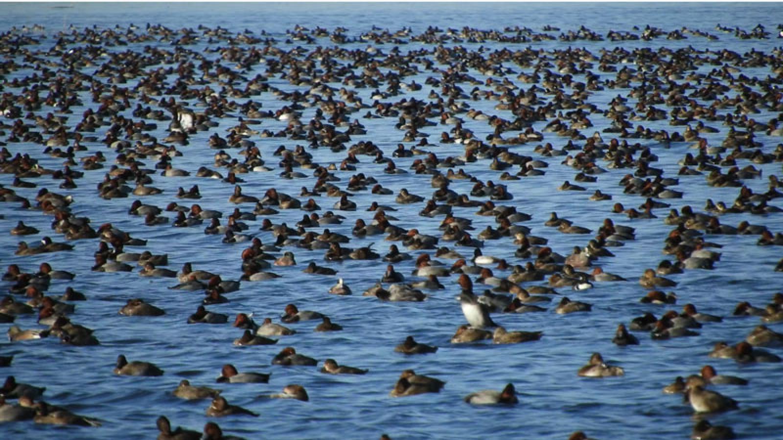 Photograph showing a large flock of ducks densely spread across a body of water, with one duck standing out by being upright among the mostly resting birds. The scene highlights the vast number of ducks and their calm, clustered arrangement on the blue water surface.